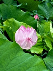 蓮の花①