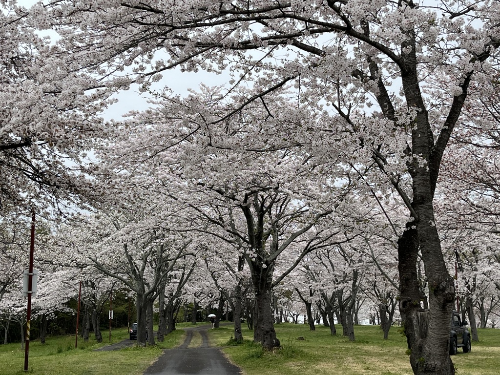 桜満開