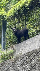 日本カモシカ