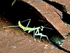 庭にカマキリさん