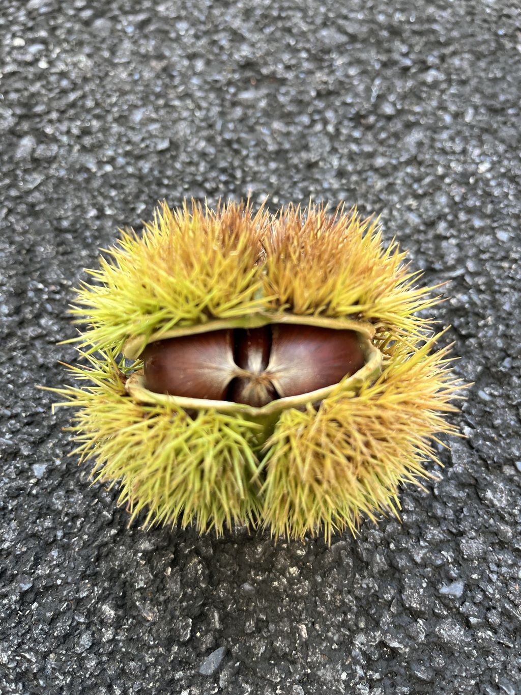 食欲の秋