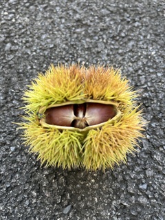 食欲の秋