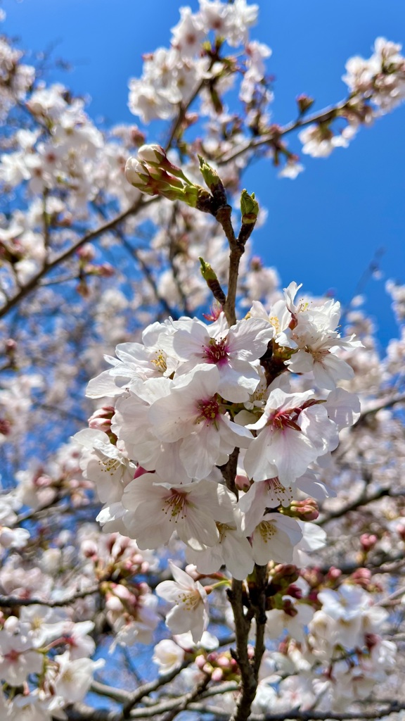 桜