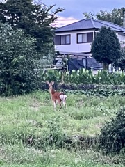 夕方ランキング中に鹿