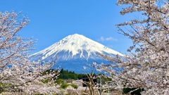 桜と富士