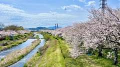 桜通り