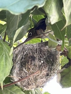 庭に鳥の巣が有りました(ﾟ∀ﾟ)