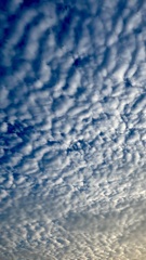 I今朝のウロコ雲は芸術的でした(^^)
