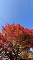 紅葉②