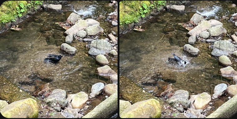 烏の行水