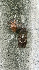 蝉