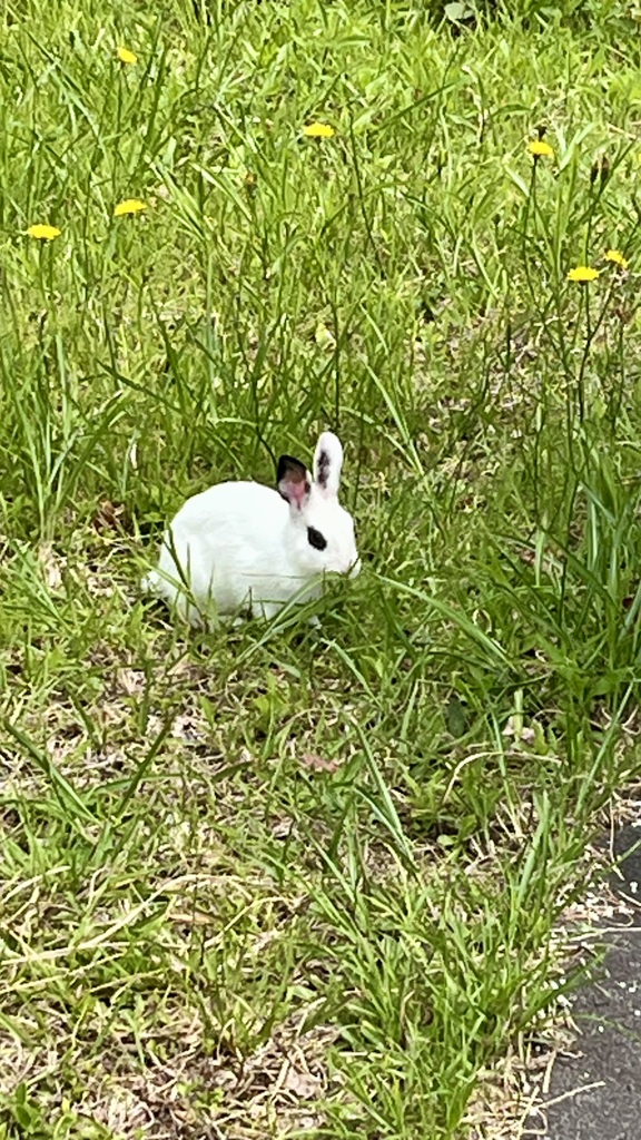 会社に紛れ込んだウサギちゃん
