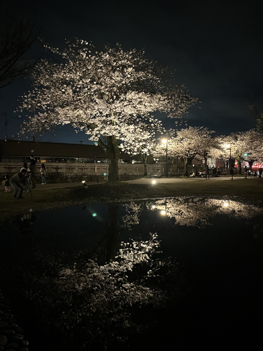 夜桜