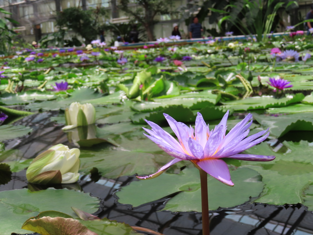 掛川花鳥園