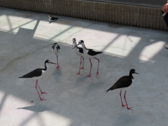 掛川花鳥園の鳥