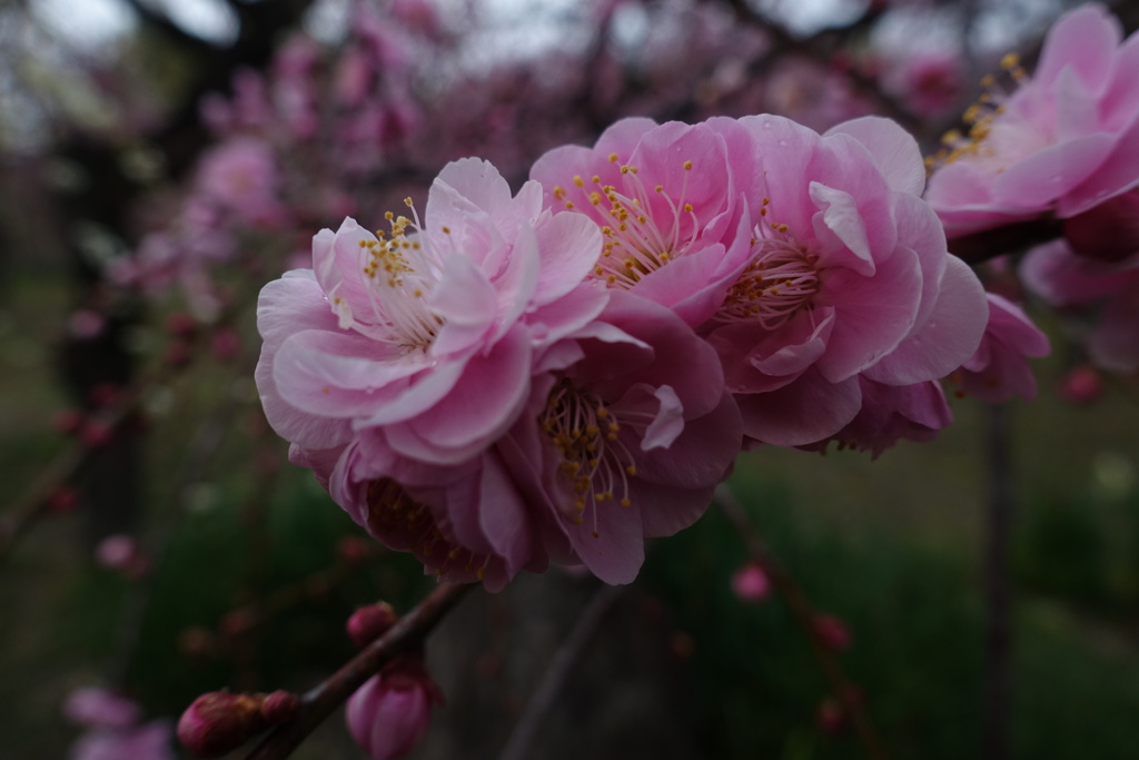 雨の日の梅鑑賞