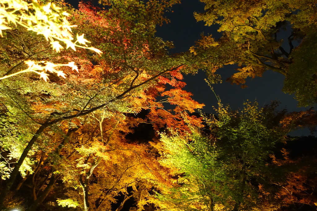 京都