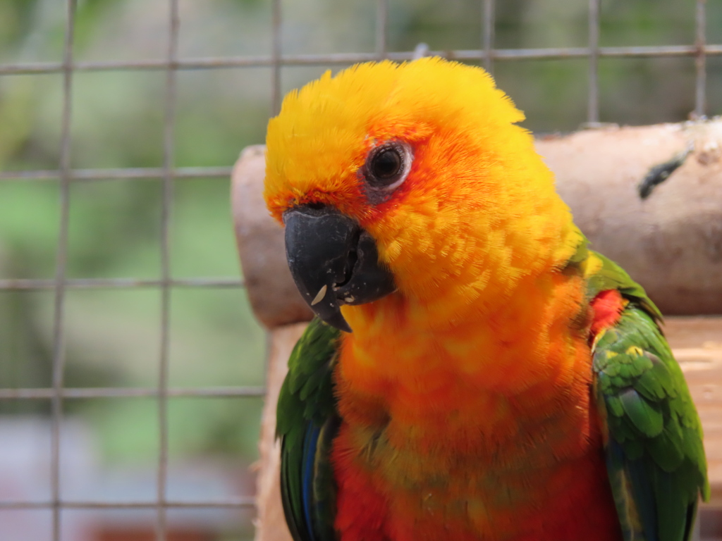 掛川花鳥園の鳥