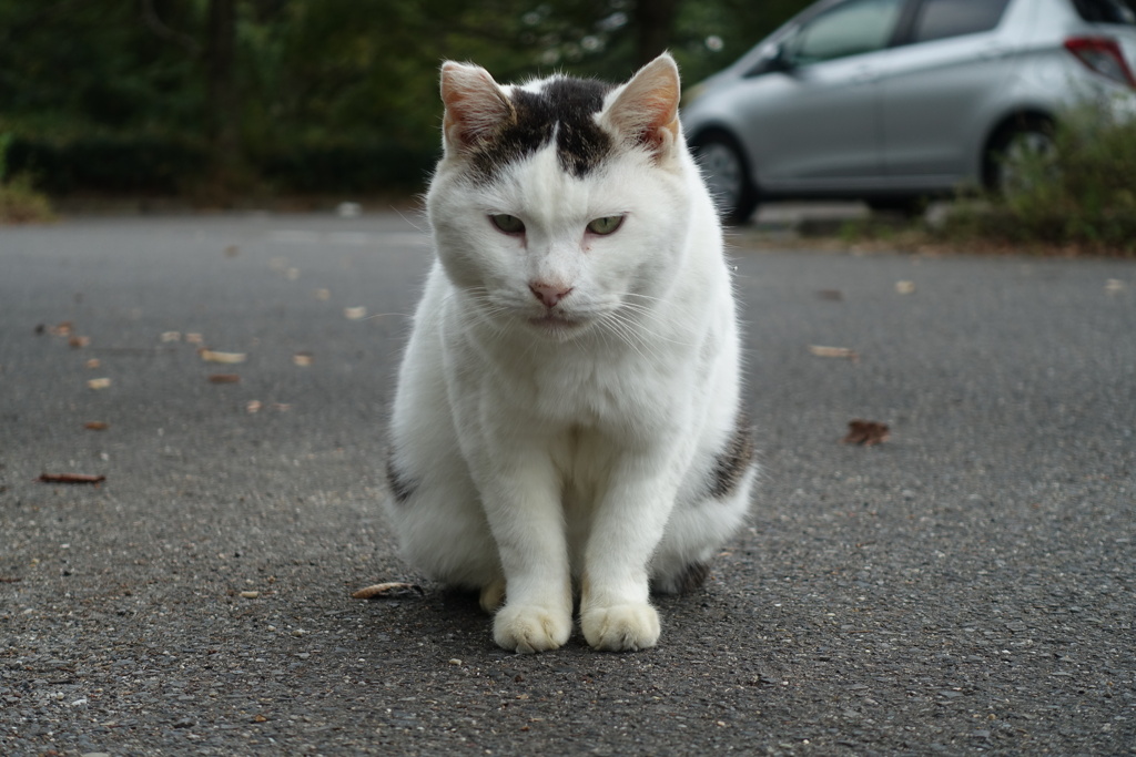 駐車場の猫