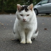 駐車場の猫
