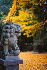 オールドレンズで撮る秋♪