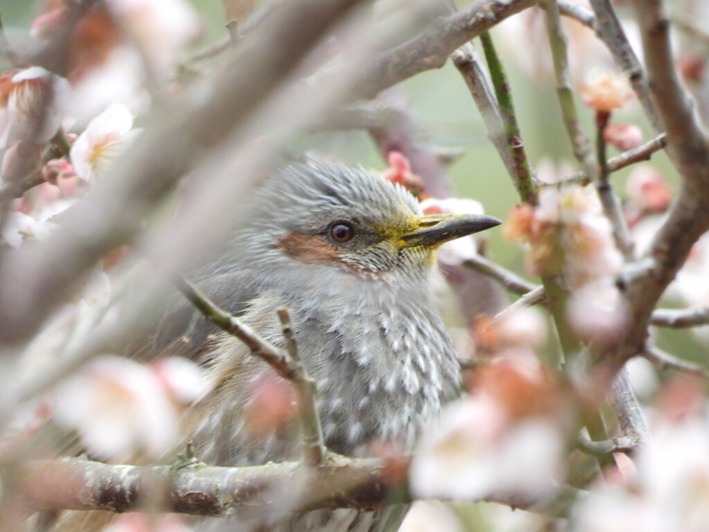 ウメヒヨ