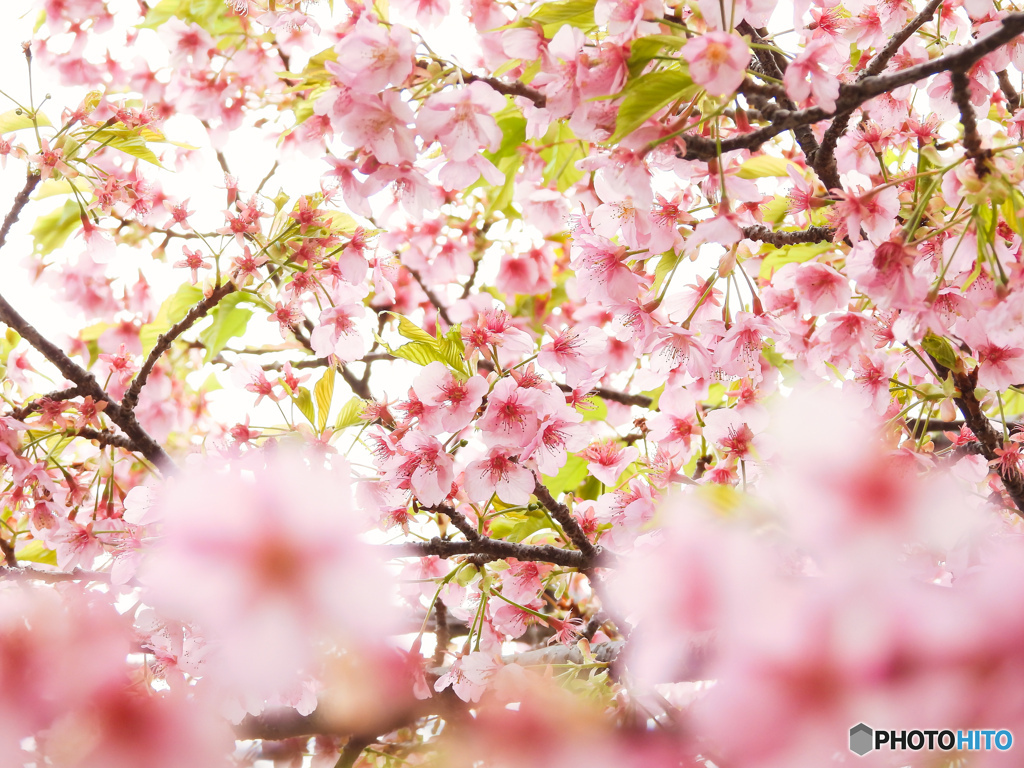早咲きの桜