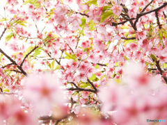 早咲きの桜