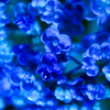 蒼の世界