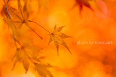 秋を一枚♪