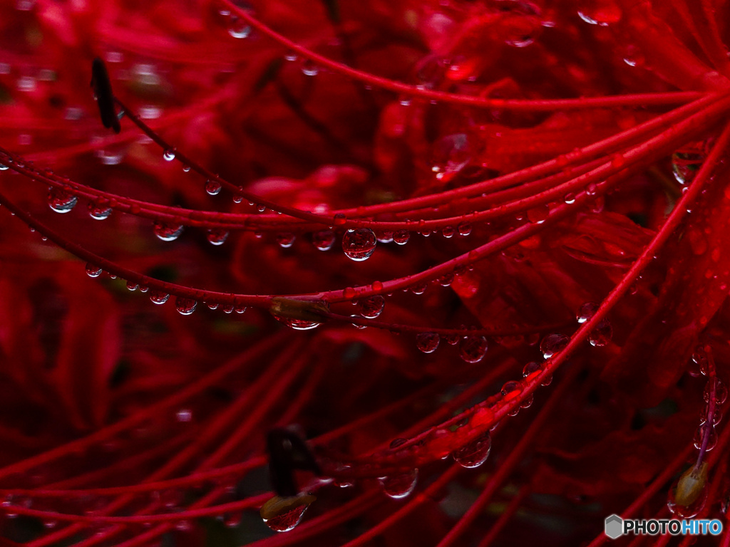 彼岸花「紅の雫」