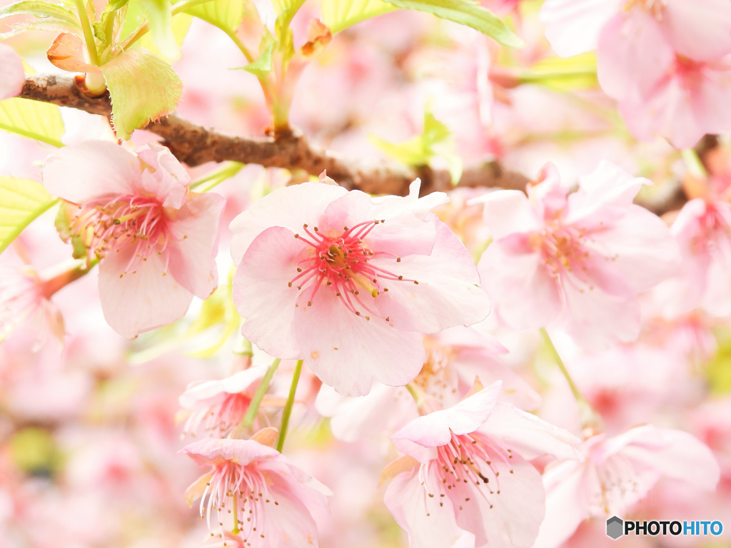 早咲きの桜②
