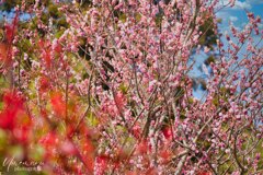 花の便り