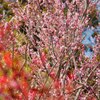 花の便り