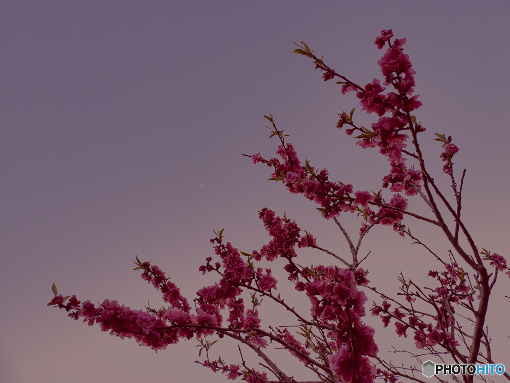 夜桜では無く「夜桃」