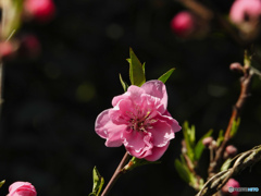 桃の花②