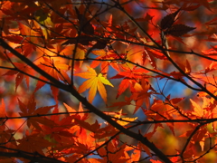 紅葉　砧公園