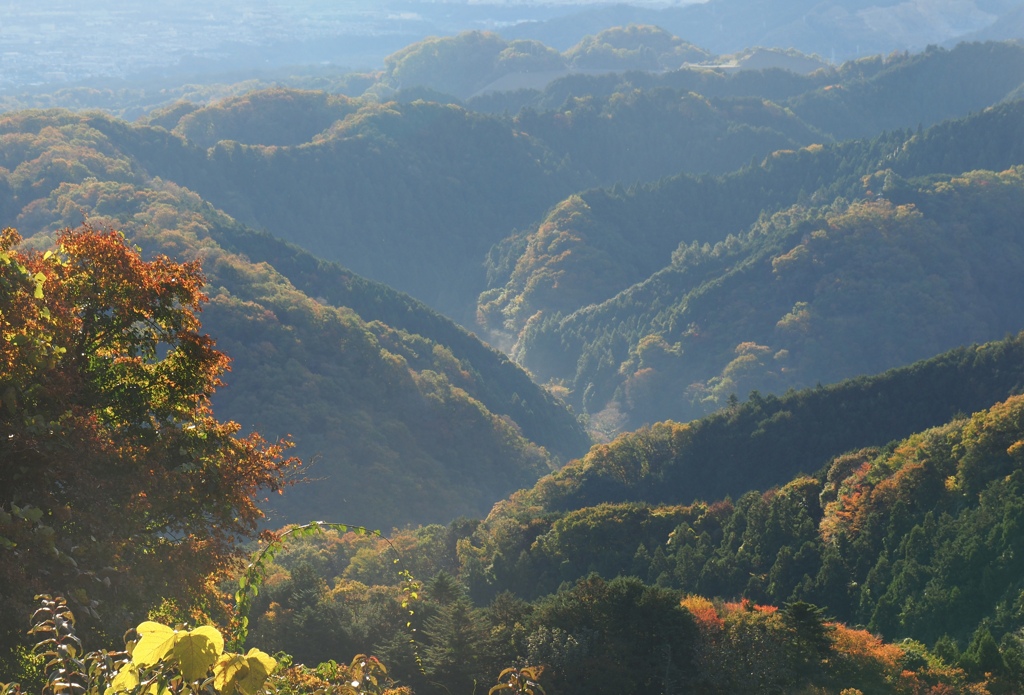 高尾