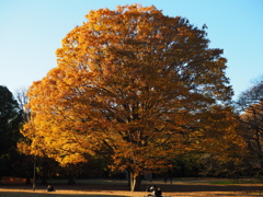 紅葉　砧公園