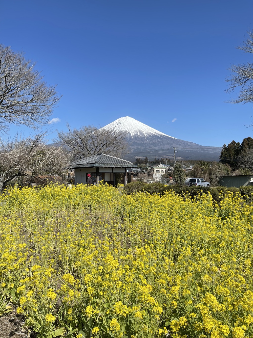 菜の花と富士山