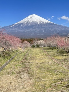 梅と富士山