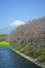 まもなく満開