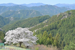 八徳の一本桜