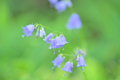 夏の黒斑山へ