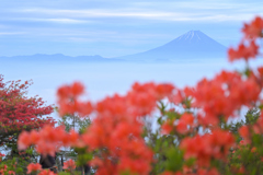 甘利山に咲くレンゲツツジと富士山