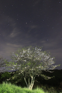 草木空星