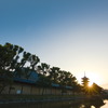東寺の朝には