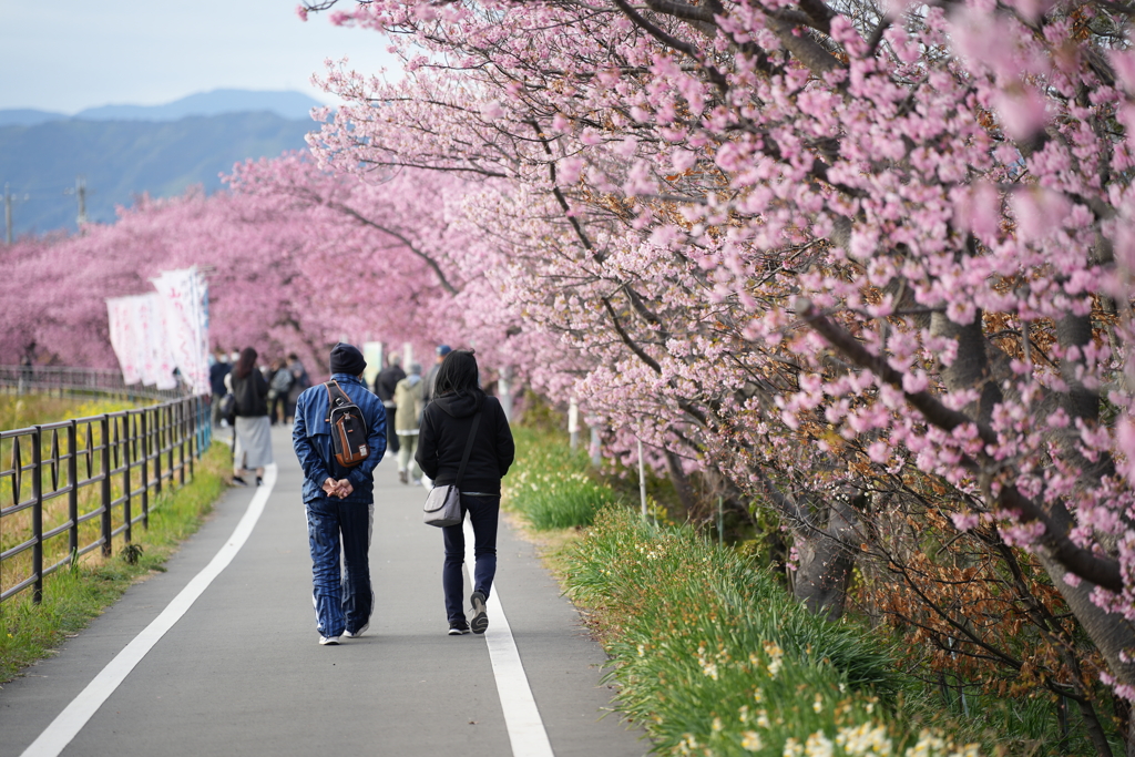 桜並木