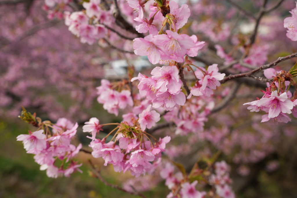 桜咲く