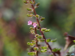 紫蘇の花